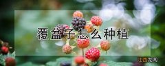 覆盆子怎么种植