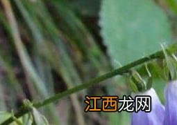 铃铛花怎么养殖 小铃铛花的养殖方法