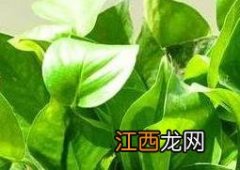 水培绿萝叶子发黄是什么原因 绿萝叶子发黄是什么原因