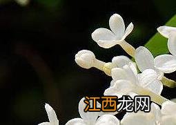 白花丁香的功效与作用禁忌 白花丁香的功效与作用