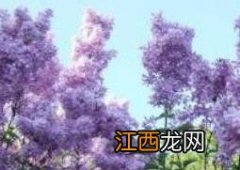 丁香花叶子的功效与作用 丁香花叶有什么功效