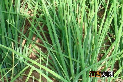 香葱种植技术和管理方法