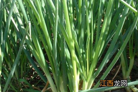 香葱种植技术和管理方法