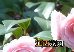 茶花怎么养 茶花怎么养家庭养法