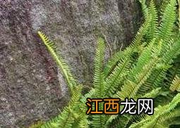 蕨类植物怎么养 一叶蕨类植物怎么养