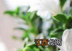 六月雪怎么养护 六月雪怎么养