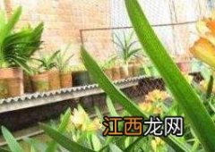 君子兰怎么养护与浇水方法 君子兰怎么养