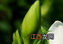 栀子花怎么养护和注意事项 栀子花怎么养