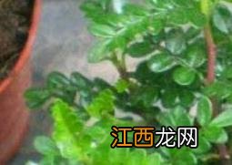 清香木怎么养 清香木怎么养殖