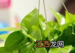 啤酒浇绿萝的正确方法 啤酒浇绿萝的正确方法视频