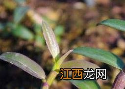 石斛如何种植 石斛如何种植在杉木树上