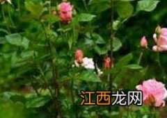 玫瑰花如何种植? 玫瑰花如何种植