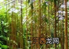 锦屏藤的养殖方法和注意事项 锦屏藤的养殖方法和注意事项图片