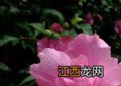 木槿花黄叶子怎么回事啊 木槿花黄叶子怎么回事