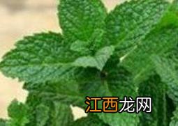 驱蚊草有用吗 知乎 驱蚊草有用吗