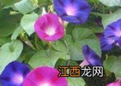 牵牛花的功效与作用及食用方法 牵牛花的功效与作用