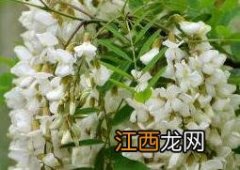 槐花的功效与作用 槐花的功效与作用主要治什么病