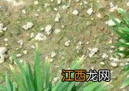 玉龙草和麦冬草的区别 玉龙草和麦冬草的区别图片