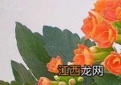 长寿花的养殖方法 长寿花的养殖方法和修剪