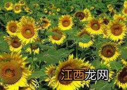 小向日葵花怎么种 葵花怎么种