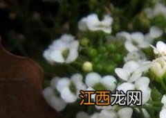 香雪球种子怎么种植 香雪球种子怎么种