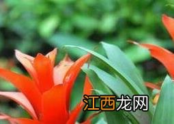 凤梨花图片 凤梨花图片大全带名字