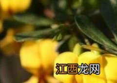 金雀花的养殖方法和注意事项 金雀花移栽注意事项