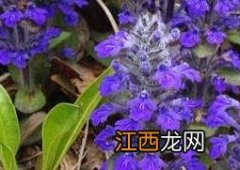 紫金露花的养殖方法和繁殖方式 紫金露花好养吗