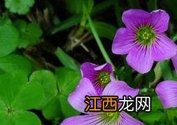 紫花酢浆草的养殖方法 紫花酢浆草怎么养