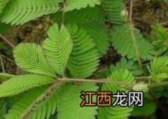 含羞草怎么养殖方法和时间 含羞草怎么养