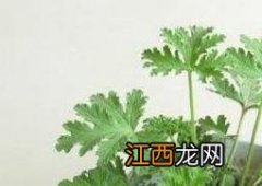 驱蚊草怎么养殖方法 驱蚊草怎么养