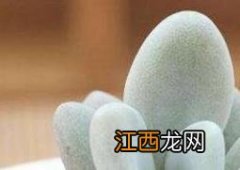 冬美人和白美人的区别及养殖方法 冬美人怎么种