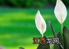 水培白掌叶子发黄怎么办 白掌叶子发黄怎么办