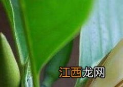 白兰花怎么养 白兰花怎么养开花多