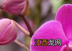 蝴蝶兰图片和花名 蝴蝶兰图片