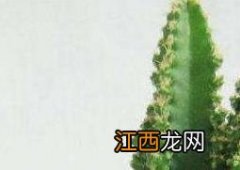 如何种植万重山 种植万重山有什么好处