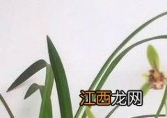 风兰的功效与作用及食用方法禁忌 风兰的功效与作用及食用方法