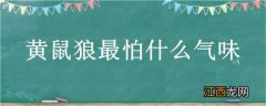 黄鼠狼最怕什么气味? 黄鼠狼最怕什么气味