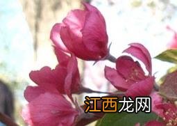 竹节海棠如何养殖 竹节海棠如何养殖方法