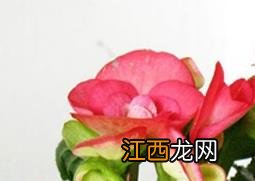 竹节海棠如何养殖 竹节海棠如何养殖方法