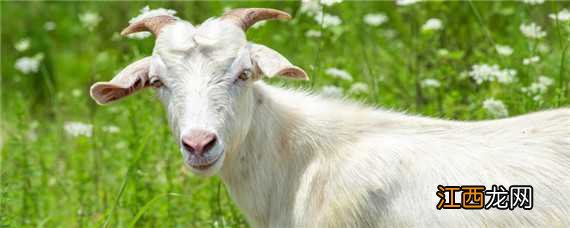 羊吃上塑料有什办法去除 羊吃上塑料有什办法