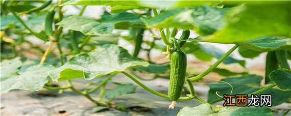 大棚黄瓜种植技术与管理 大棚黄瓜种植技术之黄瓜管理技术