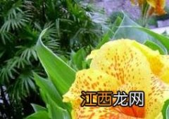 芙蓉葵花的功效和作用 芙蓉葵的功效与作用