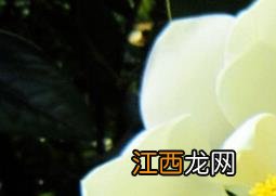 玉兰的功效与作用 玉兰的功效与作用点