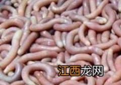 沙虫食用搭配给禁忌 沙虫忌和什么一起煮