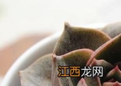 大和锦的功效与作用