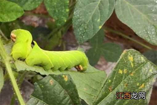 2021养殖什么行情最好 2021年养殖什么前景好