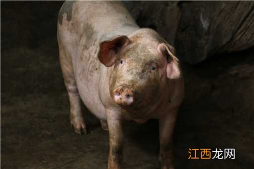 2021养殖什么行情最好 2021年养殖什么前景好