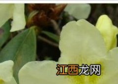 三花杜鹃的功效与作用是什么 三花杜鹃的功效与作用