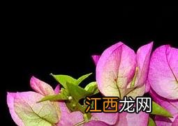 叶子花的功效与作用 叶子花的功效与作用害处